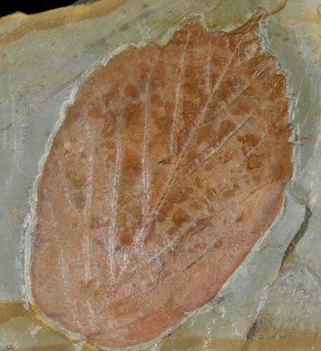Fossil Dogwood (Cornus) Leaf - Montana #120819